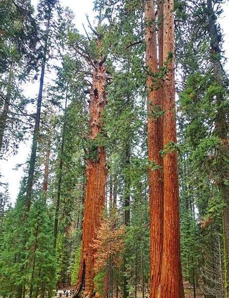 红杉树怎么形容【红杉树诗词】