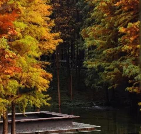 红杉树怎么形容【红杉树诗词】