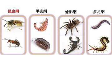 百足虫图片是不是益虫【百足虫图片马陆】