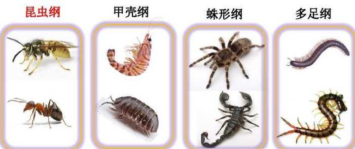 百足虫图片是不是益虫【百足虫图片马陆】