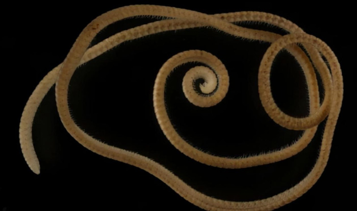 百足虫图片是不是益虫【百足虫图片马陆】