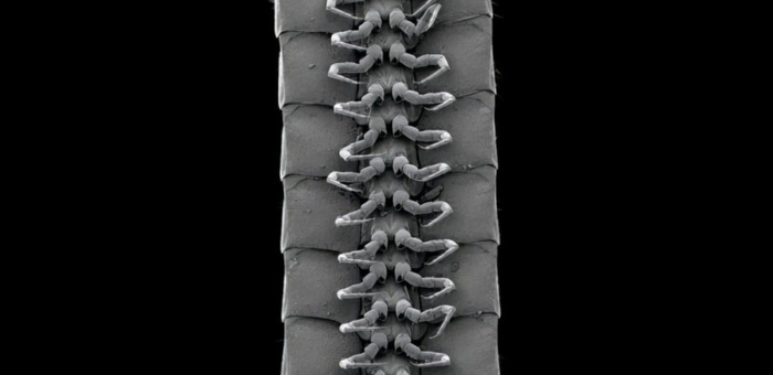 百足虫图片是不是益虫【百足虫图片马陆】