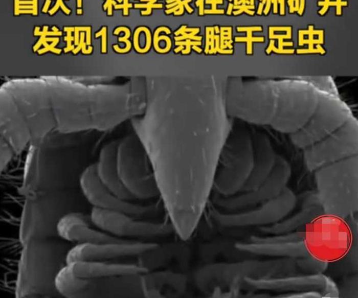 百足虫图片是不是益虫【百足虫图片马陆】