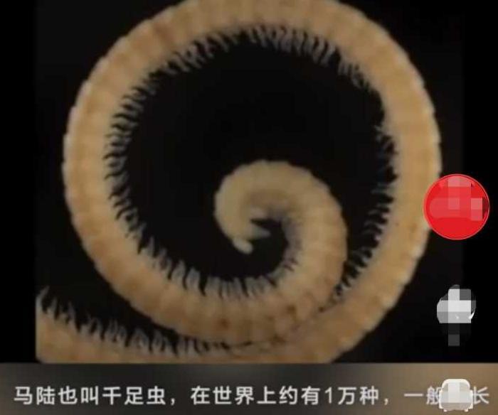 百足虫图片是不是益虫【百足虫图片马陆】