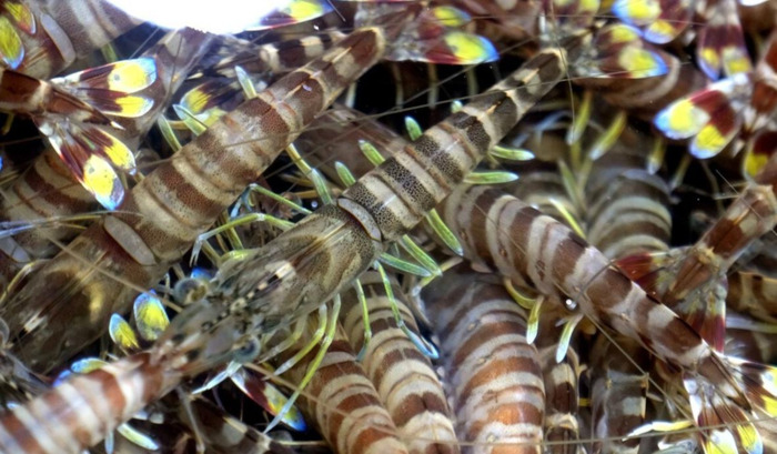 虾类名字大全【虾的名字大全】