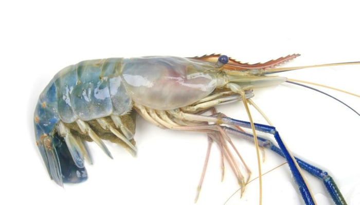 虾类名字大全【虾的名字大全】