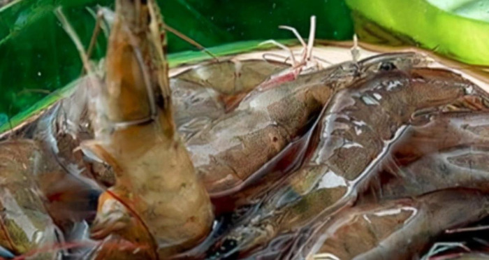 虾类名字大全【虾的名字大全】