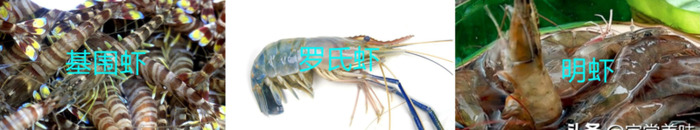 虾类名字大全【虾的名字大全】