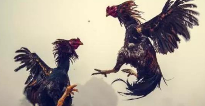 骂人的词语不带脏字【骂人的词语有哪些】