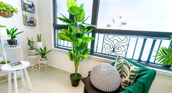 绿萝应该放在家里什么地方利于风水【绿萝放在家里风水好吗】