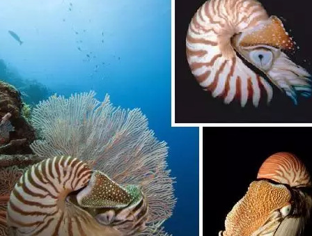 水晶洞洞口方向的摆放【水晶洞摆放在家里哪个位置】