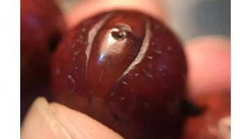 猴头核桃手串怎么盘红的快【文玩核桃猴头怎么盘红的快】