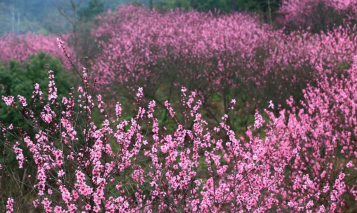 世外桃源的诗句是谁写的【世外桃源的诗句谁的著作】