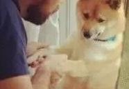 苏州鹅鹅鹅科技有限公司【苏州幸运鹅网络科技有限公司】