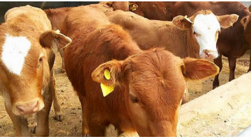 新式养牛大棚建设价格【新式养牛大棚价格】