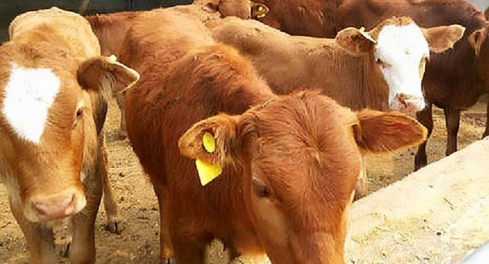 新式养牛大棚建设价格【新式养牛大棚价格】