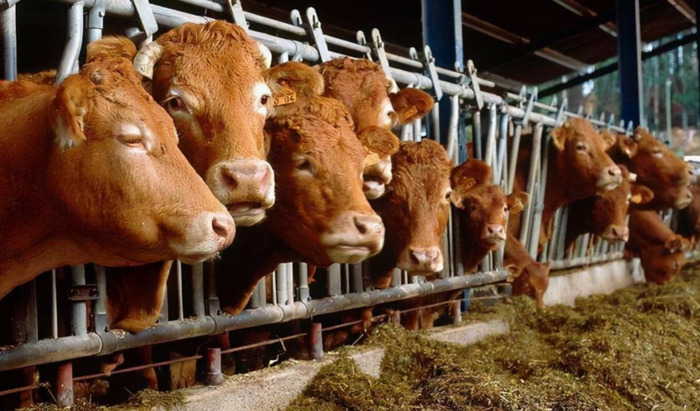 新式养牛大棚建设价格【新式养牛大棚价格】