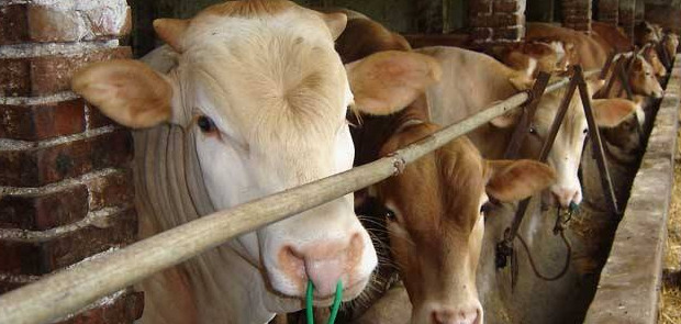 新式养牛大棚建设价格【新式养牛大棚价格】