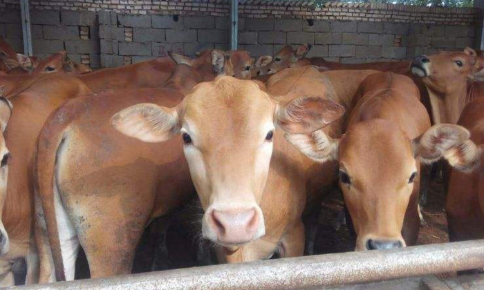 新式养牛大棚建设价格【新式养牛大棚价格】