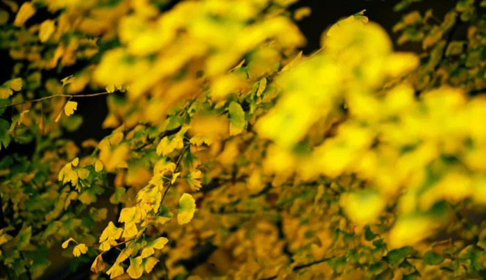 成都到峨眉山一日游攻略【成都 峨眉山攻略】