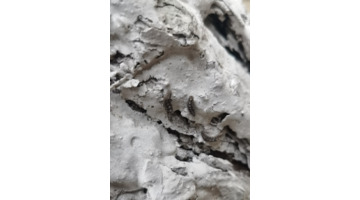 松毛虫的图片【松毛虫的图片大全卡通】