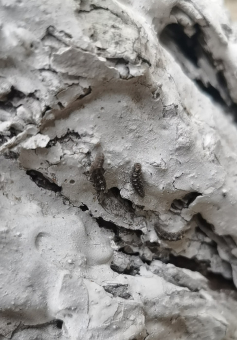 松毛虫的图片【松毛虫的图片大全卡通】