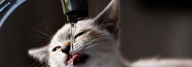 天津蒸馏水哪里有卖的【天津蒸馏水哪里可以买到】