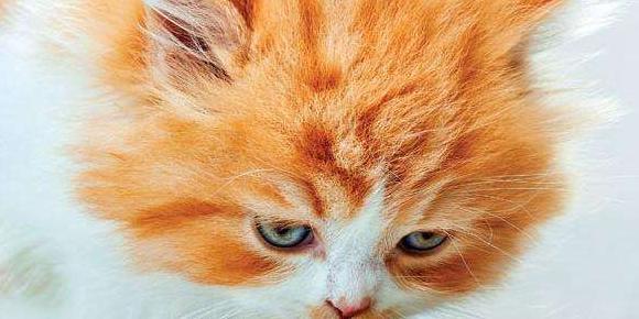 天津蒸馏水哪里有卖的【天津蒸馏水哪里可以买到】