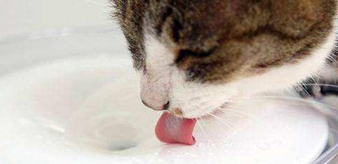 天津蒸馏水哪里有卖的【天津蒸馏水哪里可以买到】