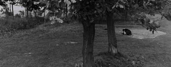 夜视频【夜视频解析】