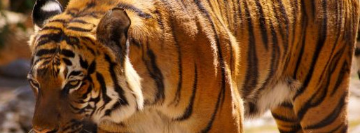 招财猫摆放禁忌生肖【家里放招财猫禁忌】