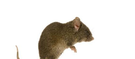 招财猫摆放禁忌生肖【家里放招财猫禁忌】