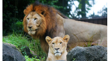 蛇怎么配对繁殖【蛇和蛇配对】