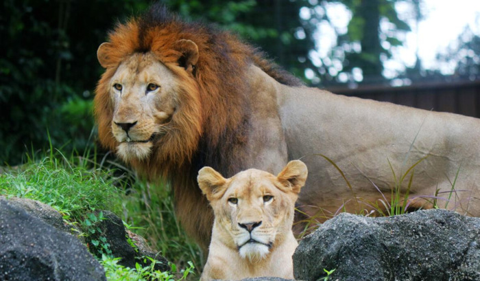 蛇怎么配对繁殖【蛇和蛇配对】