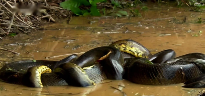 蛇怎么配对繁殖【蛇和蛇配对】