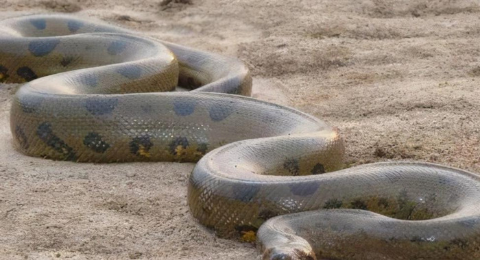 蛇怎么配对繁殖【蛇和蛇配对】