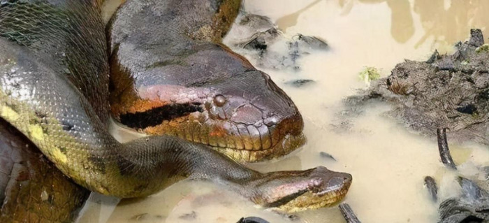 蛇怎么配对繁殖【蛇和蛇配对】