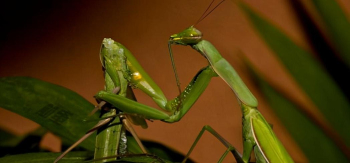 蛇怎么配对繁殖【蛇和蛇配对】