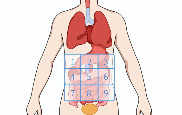 腹部位置图【腹部疼痛9位置图】