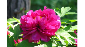 充塞四虚读音是什么【充塞四虚的意思】