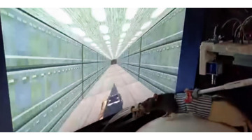 老鼠人是什么意思梗【网络用语老鼠人是什么意思】