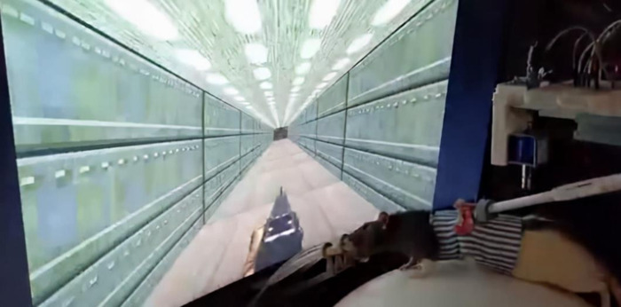 老鼠人是什么意思梗【网络用语老鼠人是什么意思】