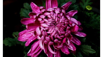 不低头不认输的句子【不认输不低头霸气说说】