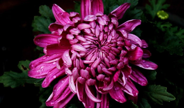 不低头不认输的句子【不认输不低头霸气说说】