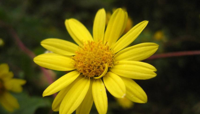 不低头不认输的句子【不认输不低头霸气说说】