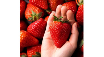 形容吃草莓的优美句子【形容草莓好吃的说说】