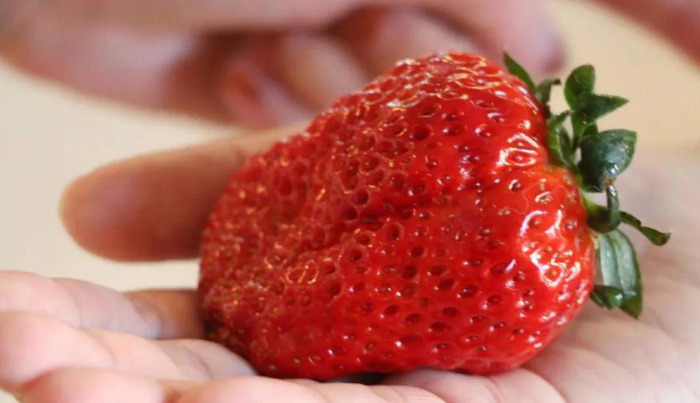 形容吃草莓的优美句子【形容草莓好吃的说说】