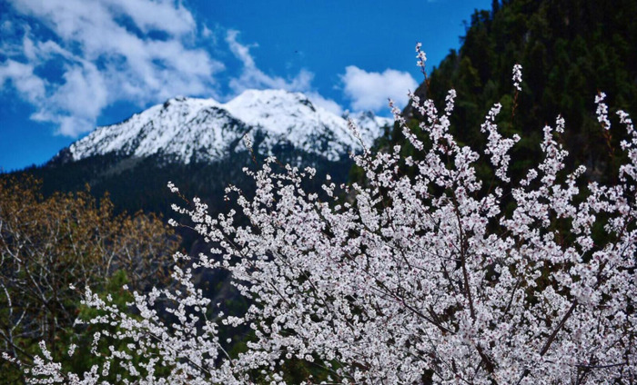 林芝到丽江经过哪些地方【丽江去林芝自由行攻略】