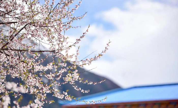 林芝到丽江经过哪些地方【丽江去林芝自由行攻略】