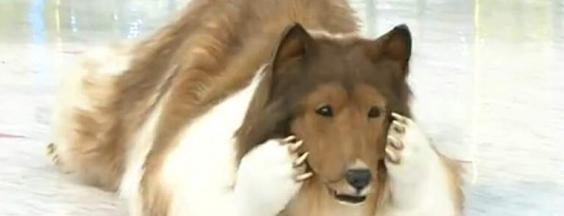 而这一位更是重量级【一个重量级】